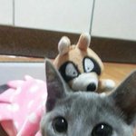 [꼭댓글조언] 저희 냥이 놀이방에 들어갈 <b>캣</b>타워 골라주세요!!!!!!!!