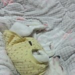 [EXO] 우리강아지자는데 졸귀