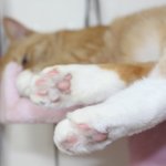 [앙큼한재비] 앙큼앙큼한 앙큼이 발