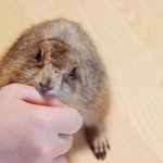 [귀동쓰] 프레리독 귀동쓰