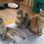 빵꼬네