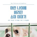 [유기견] [나주<b>천사</b>의집/믹스] 어려서 버려진 소이가 버티기 힘들었을...