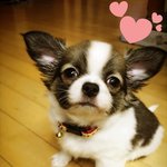 [쟈스민<b>심바</b>] 장모치와와 <b>심바</b> 입니다