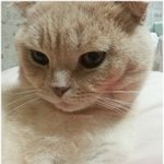 [브라우니] 찹쌀떡? <b>nono</b>! 인절미냥 라운이 공유해용^^