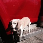 [검객] <b>앰뷸런스</b>에 매달려간 강아지