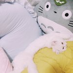 [EXO] 우리고양이존나웃기게자ㅋㅋㅋㅋㅋㅋㅋㅋㅋ