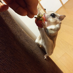 딸기 도둑 하늘다람쥐를 현상수배합니다