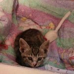 우리집 막내 '미니미'의 일상