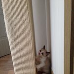 [탑과라떼] 꼬꼬마 시절과 현재, 그리고 닮은친구<b>찾기</b>