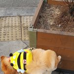 <b>포메</b>  가을이 입니당^^