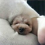 콩알만한 <b>토이</b>푸들 콩콩이 너무~귀엽져?