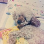 [EXO] 나멍멍이글쓴앤데