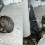 버림받아서 험란한 길생활하다 <b>적응</b>못하고 왕따당하며 울고있는 작고...