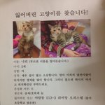 [조언부탁] (분당야탑동)우리 나리를 찾아주세요..
