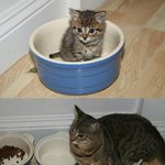 폭풍 성장한 고양이와 <b>집사들</b>