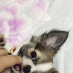 [쟈스민<b>심바</b>] 장모치와와 <b>심바</b>, 말티즈 쟈스민, 토이푸들 군이.입니다...