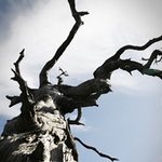 원시<b>신앙</b>인 일요일예배[안상홍님 세우신 하나님의교회]