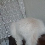 [EXO] 우리집고양이 이거뭔<b>자세</b>냐ㅋㅋㅋㅋㅋㅋㅋㅋㅋ