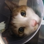 [달자봉자] 사랑하는 아이들을 보낼려고 <b>염치</b>불구하고 글을 씁니다..