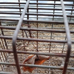 올무에 목이 졸려 잔인하게 살해당한 길냥이입니다. 제발 도와주세요...