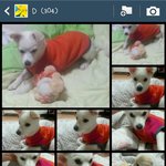 [EXO] <b>반려견</b>키우는애들아 사진 몇장있어?