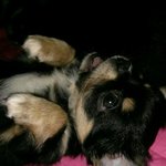 산체만큼 귀여운 장모치와와 블랙탄, <b>모모</b>를 소개합니다1탄_스압주의