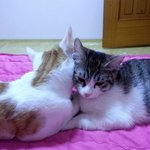 [쁘니단비] 쁘니 단비 쓰담쓰담~^^