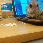 주인의 이불은 내 식량창고! 뻔뻔대<b>마왕</b> 하늘다람쥐