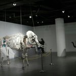 코끼리 다리 저거<b>다살</b>이다.