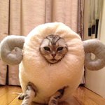 [고양이부탁] 고양이양