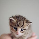 [고양이부탁] 아기고양이