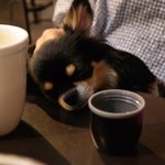 [댓글부탁] 삼시세끼 산체만큼 귀여운 장모치와와 블랙탄, 모모을...