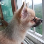 저희집 강아지 밤이<b>토리</b>스토리를 소개합니다