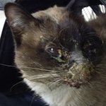 [길삼이] 혀궤양에 걸린채 길에 버려진 길삼이.