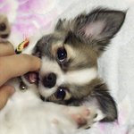 [쟈스민<b>심바</b>] 장모치와와 <b>심바</b>입니다!