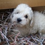 말티푸 루키예요