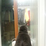 너란 고양이...