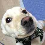 강아지 혼자둘때 제발 알려주세요