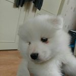 [강아지야] 사모예드는 사랑입니다