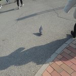 [EXO] 오늘 콘섵에 둘기온거 아냐?