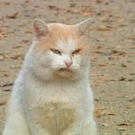 [EXO] 너네 현실 알려줌 ㅇㅇ