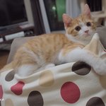 [유봉이네] 응답하라 2012년!! (유봉이네)