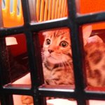 [뱅갈냥듀] 꽃미냥 뱅갈고양이 듀의 급! 성장기