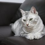 멍멍이같은 레이와 백호같은 <b>아키</b>