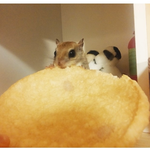 뻥튀기 뜯어먹는 하늘다람쥐 두루입니다 ~