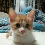 [고양이] 우리집 막내