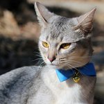 [아배붑] 자취남과 고양이들의 겨울일상