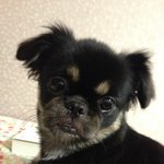 [유기견] 강아지를 찾습니다 <b>사례금</b> 100만원