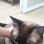 [길삼이] 길삼이 보고왔어요.