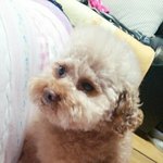 <b>푸들</b>)통실통실 꽃니비에요*